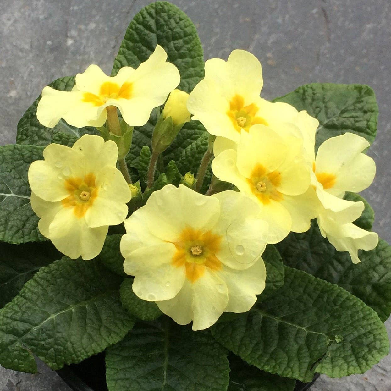 Primrose Yellow Flower Drop Hook Earrings