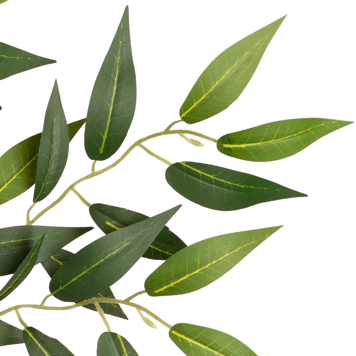 Ruscus Spray